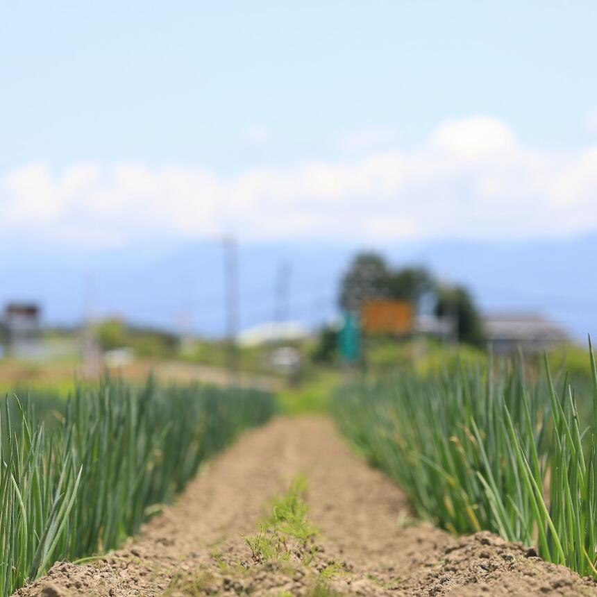 【ふるさと納税】土付き ネギ 約10kg | ネギ 葱 野菜 やさい 新鮮 健康 大容量 長野県 飯田市 - 画像2