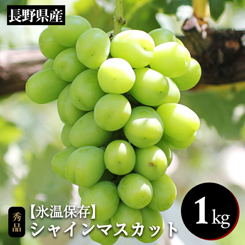 ぶどう シャインマスカット 氷温貯蔵 長野県産 シャインマスカット 約1kg 秀品 〈2025年11月上旬～12月下旬発送〉| 果物 くだもの フルーツ シャインマスカット ぶどう ブドウ 葡萄 長野県 信州 南信州 飯田市 B45