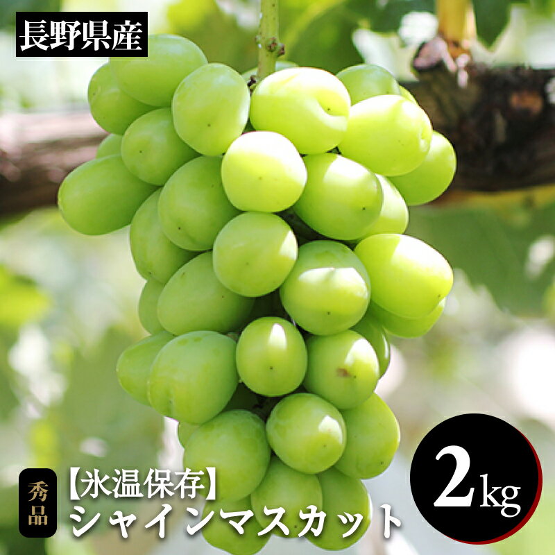 ぶどう シャインマスカット 氷温貯蔵 長野県産 シャインマスカット 約2kg 秀品 〈2025年11月上旬～12月下旬発送〉| 果物 くだもの フルーツ シャインマスカット ぶどう ブドウ 葡萄 長野県 信州 南信州 飯田市 B46