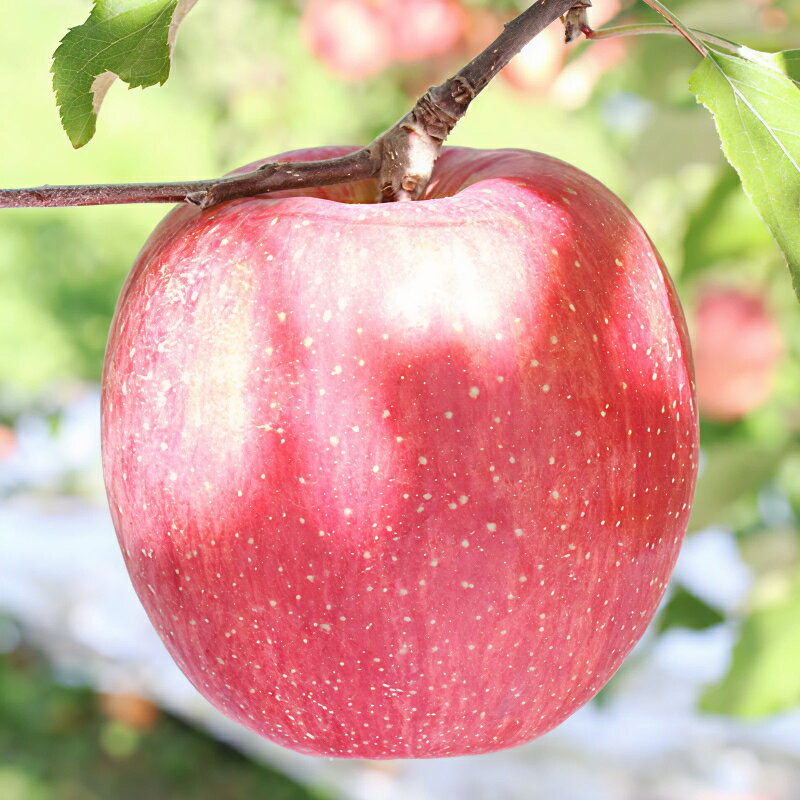 【ふるさと納税】太陽の光をたっぷりと浴びた 長野県産 りんご サンふじ 約5kg 秀品 ＜2025年11月下旬〜12月中旬発送＞ | 果物 くだもの フルーツ りんご リンゴ 林檎 長野県 信州 南信州 飯田市 B10 サムネイル2