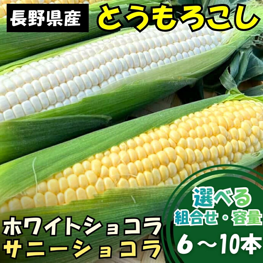 とうもろこし ホワイトショコラ サニーショコラ 【選べる組合せ・容量】| 農家直送 トウモロコシ 甘い 野菜 ジューシー みずみずしい 生食 茹で 焼き 栄養 おやつ 長野県 南信州 飯田市