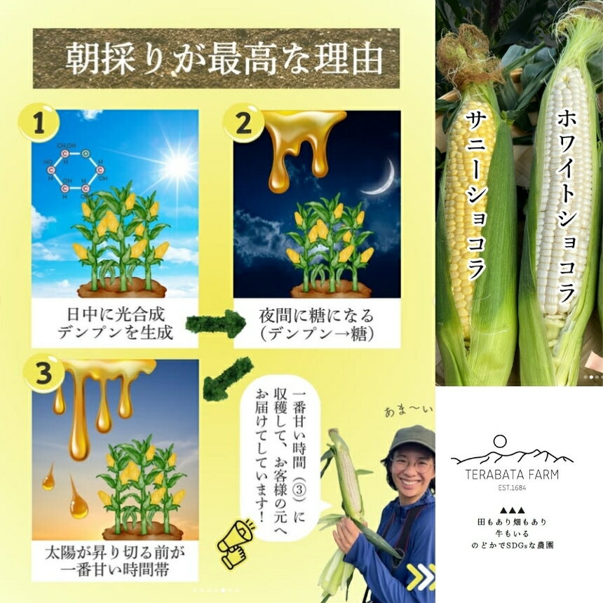 【ふるさと納税】 とうもろこし ホワイトショコラ サニーショコラ 【選べる組合せ・容量】| 農家直送 トウモロコシ 甘い 野菜 ジューシー みずみずしい 生食 茹で 焼き 栄養 おやつ 長野県 南信州 飯田市 - 画像3