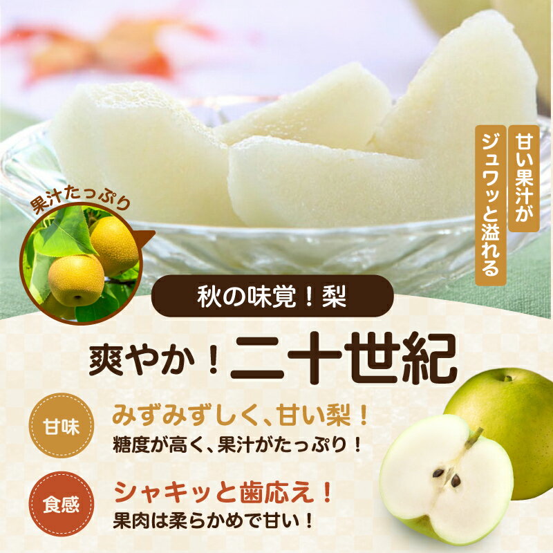【ふるさと納税】【2026年先行予約】二十世紀 秀品 約5kg 8〜16玉 JAみなみ信州DMセンター飯田市 | 二十世紀 二十世紀梨 梨 ナシ なし フルーツ 果物 ジューシー 信州 南信州 送料無料 ふるさと納税 長野県 飯田市 K22 - 画像2