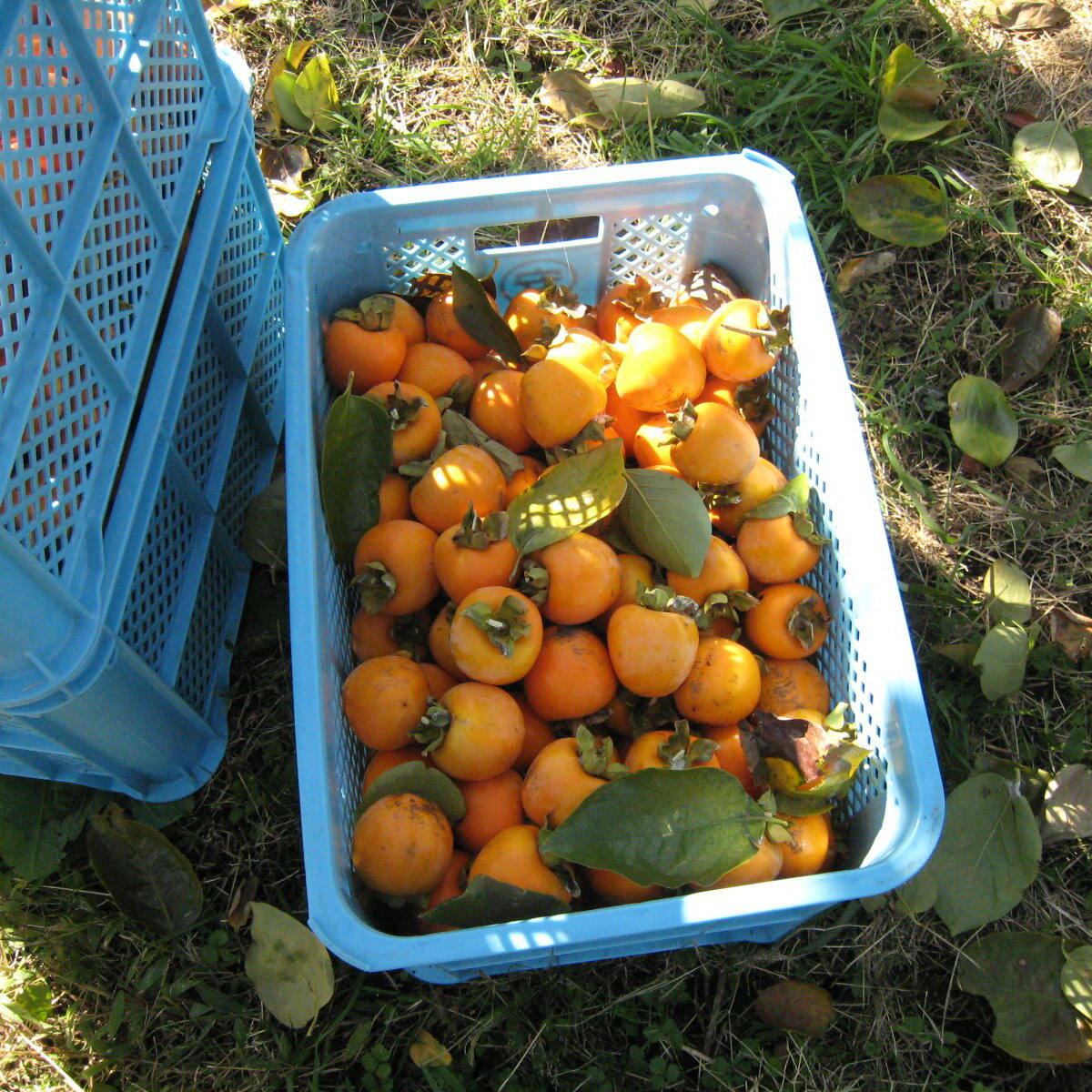 【ふるさと納税】【もっちり食感と上品な甘さが魅力】 新物 市田柿 12個 セット 戸田屋 | 柿 干し柿 果物 フルーツ ドライフルーツ 和菓子 ギフト 贈り物 プレゼント 人気 送料無料 ふるさと納税 長野県 飯田市 X05 サムネイル3