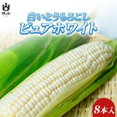 『先行受付』純白のとうもろこし！2026年8月発送！諏訪の秘境、後山で生まれたクリーミーな果汁が楽しめるピュアホワイト8本入り約3.3kg/ Suwa後山ブランド化プロジェクト とうもろこし トウモロコシ コーン 野菜 冷蔵 信州 長野県 諏訪市 諏訪 [67-02]