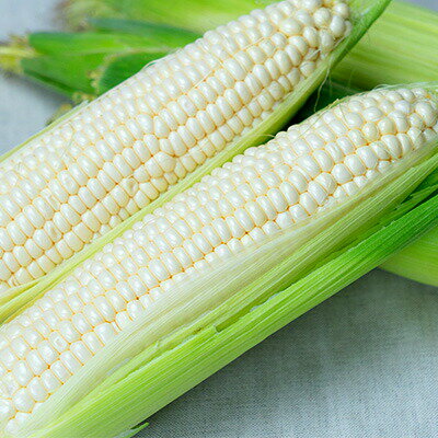 【ふるさと納税】『先行受付』純白のとうもろこし！2026年8月発送！諏訪の秘境、後山で生まれたクリーミーな果汁が楽しめるピュアホワイト8本入り約3.3kg/ Suwa後山ブランド化プロジェクト とうもろこし トウモロコシ コーン 野菜 冷蔵 信州 長野県 諏訪市 諏訪 [67-02] - 画像2