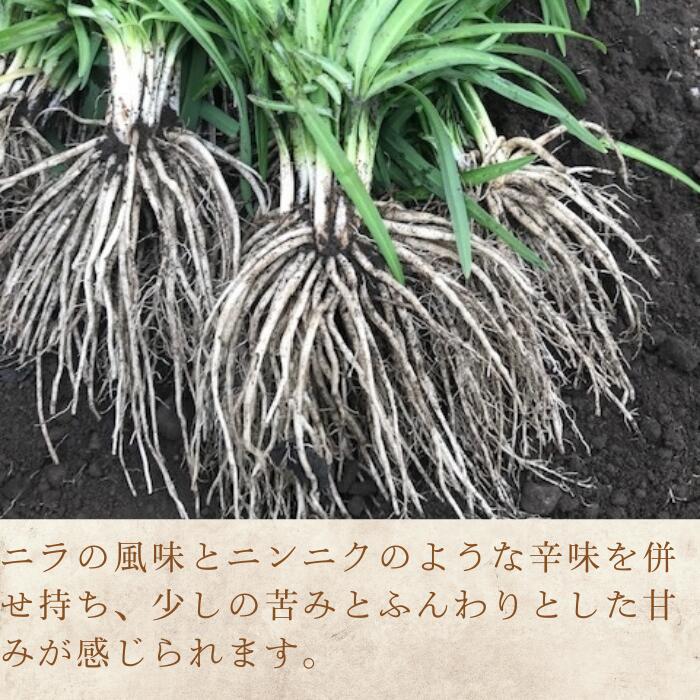 【ふるさと納税】期間限定[2026年3月20日まで受付] 根ニラ[龍神様のひげ] 全2種 700g[100g×7袋]/1,500g[100g×15袋]/ すわファーム 根ニラ ニラ 野菜 香味野菜 根菜 高原野菜 信州 長野県 諏訪市 諏訪 [91-0102] - 画像3