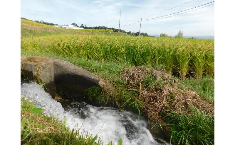 【ふるさと納税】小諸市糠地産こしひかり「深沢清流米」10kg　長野 信州 コシヒカリ 精米 美味しいお米 お取り寄せ おこめ 白米　お届け：寄付入金確認後、1ヶ月以内に発送致します。 - 画像3