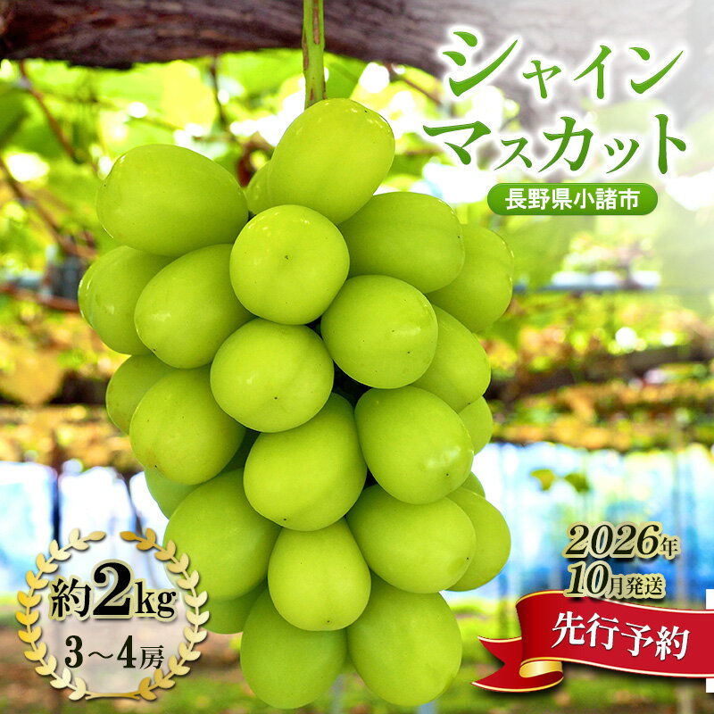 【先行予約／2026年10月発送】シャインマスカット約2kg 3～4房 重量保証 信州 小諸 果物 フルーツ ぶどう ブドウ 種無し 甘い 完熟 季節限定 贈答用 大粒 産地直送 新鮮 お取り寄せ こだわり ギフト　お届け：2026年10月上旬～10月下旬
