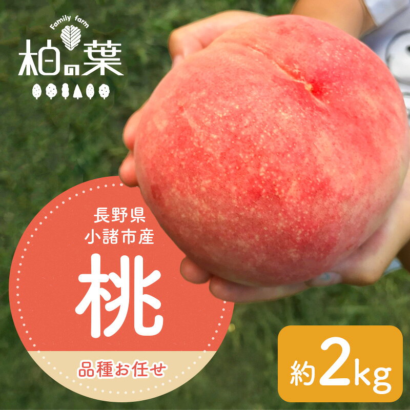 【2026年発送先行予約】　長野県小諸市産桃　約2kg（6～9玉） ギフト用　【Famili farm 柏の葉】　お届け：7月中旬～8月下旬