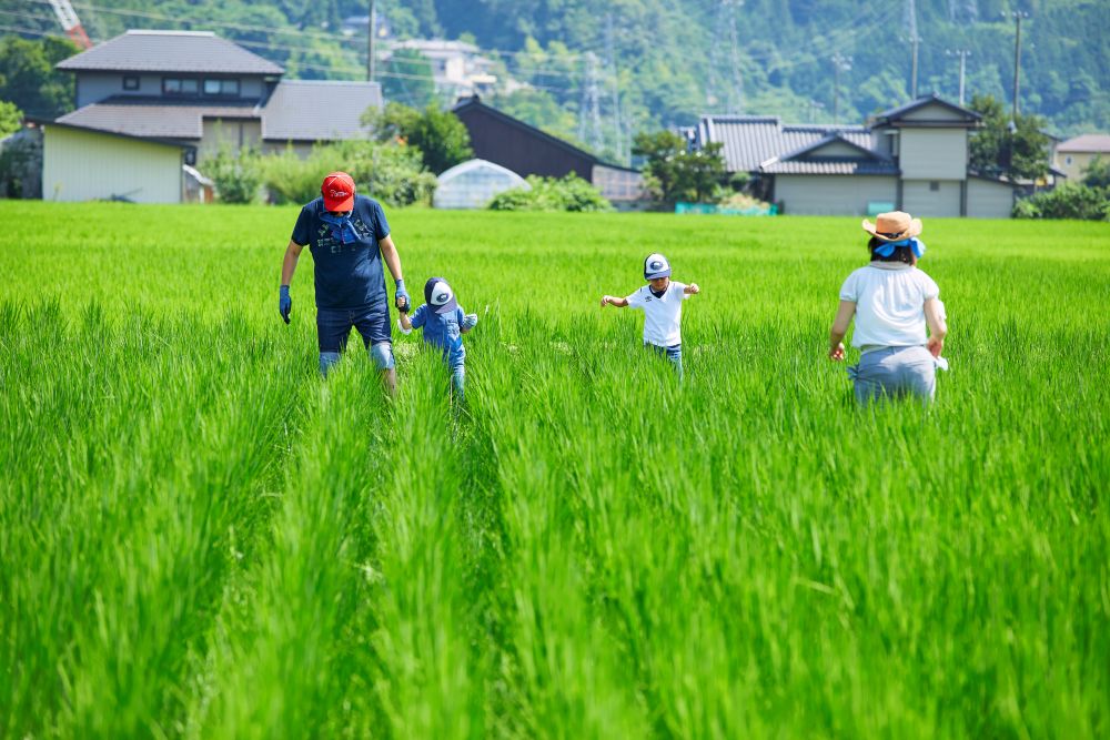 【ふるさと納税】【選べる】定期便 令和7年度　伊那市田原産米　コシヒカリ　5キロ or 10キロ 【014-50】【027-17】｜ 米 コシヒカリ 田原産 お米 伊那 伊那産 長野県 ふるさと納税 - 画像2