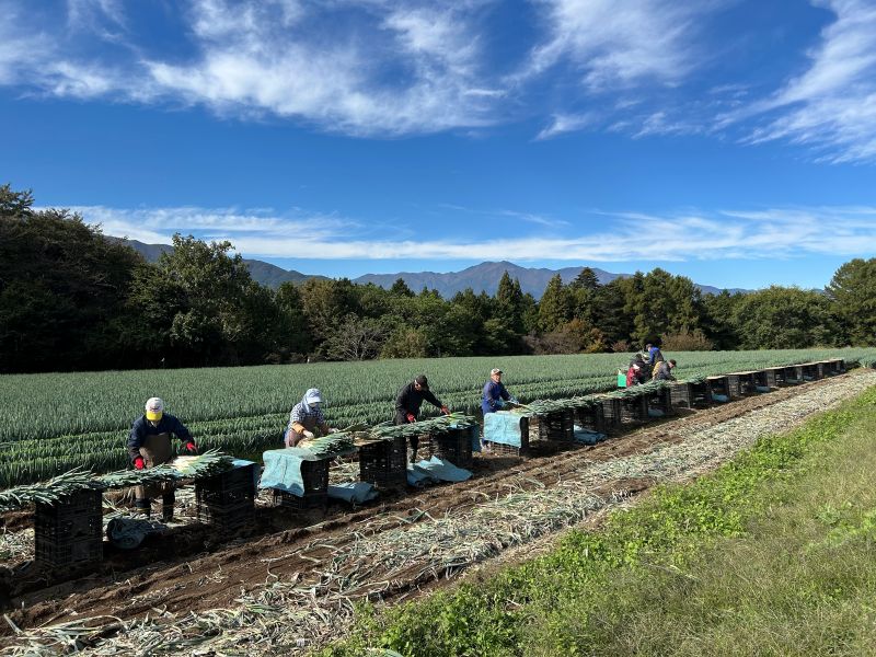 【ふるさと納税】 野菜 ネギ 伊那市田原産 土付きネギ 約3kg｜葱 ネギ 野菜 収穫 土付き 鮮度 焼きネギ BBQ チャーハン すき焼き 鍋 料理 伊那 伊那産 長野県 ふるさと納税【007-11】 - 画像3