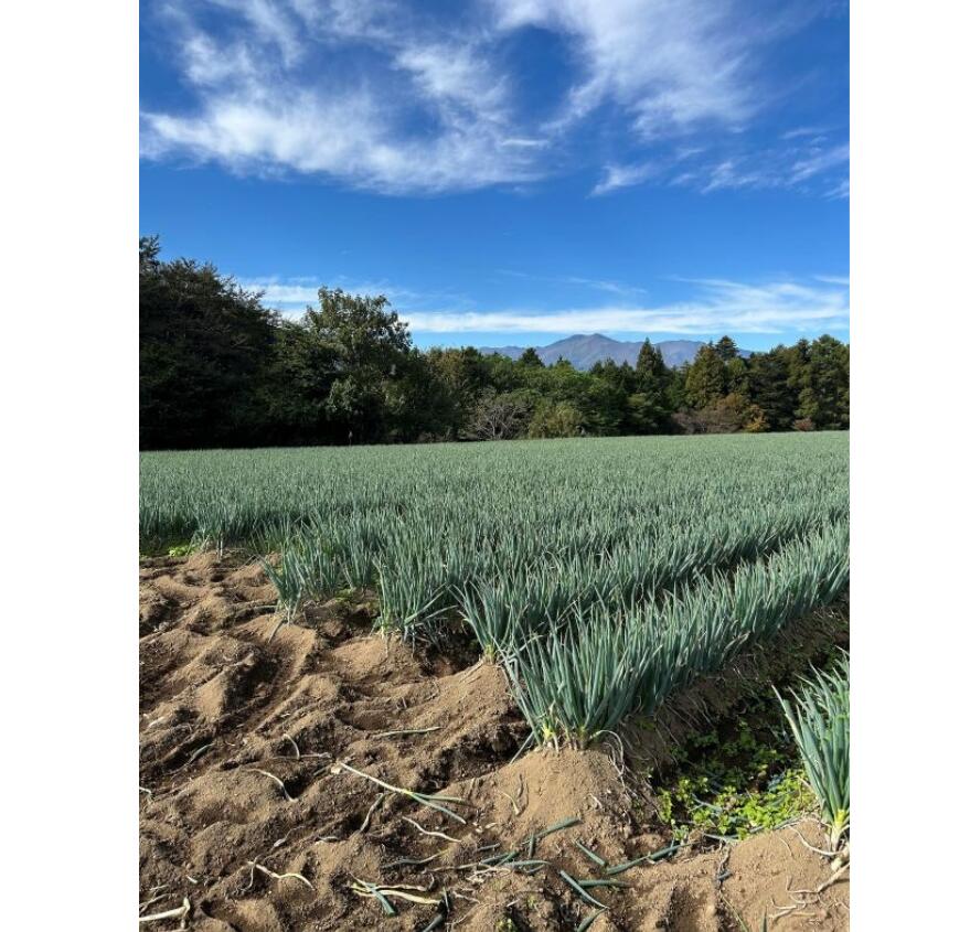 【ふるさと納税】 野菜 ネギ 伊那市田原産 土付きネギ 約3kg｜葱 ネギ 野菜 収穫 土付き 鮮度 焼きネギ BBQ チャーハン すき焼き 鍋 料理 伊那 伊那産 長野県 ふるさと納税【007-11】 - 画像2