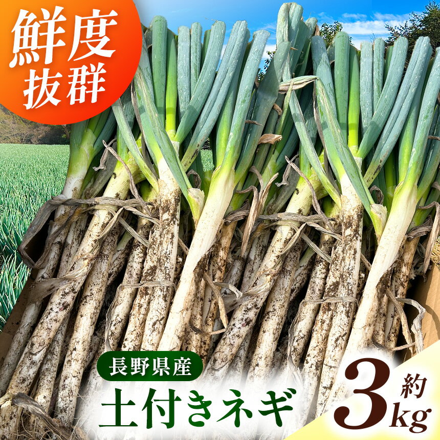 野菜 ネギ 伊那市田原産 土付きネギ 約3kg｜葱 ネギ 野菜 収穫 土付き 鮮度 焼きネギ BBQ チャーハン すき焼き 鍋 料理 伊那 伊那産 長野県 ふるさと納税【007-11】