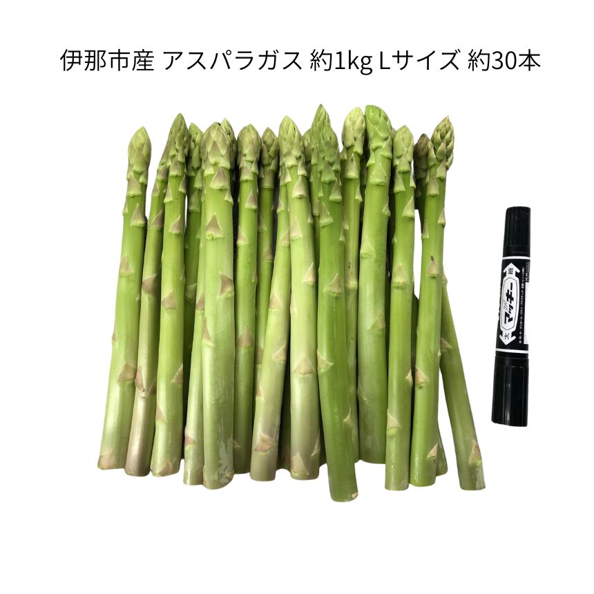 【ふるさと納税】 アスパラ 伊那市産 アスパラガス 約1kg Lサイズ 約30本 | 野菜 アスパラガス 焼く 茹でる だけで 主役級 伊那市 長野県 ふるさと納税 - 画像2