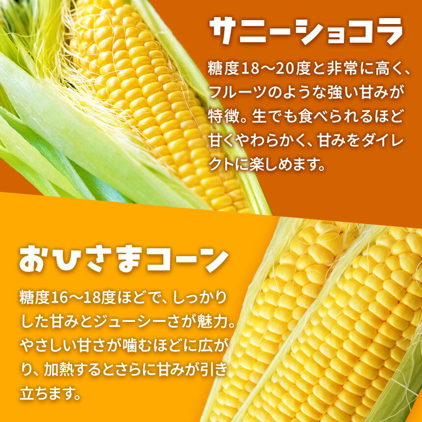 【ふるさと納税】 とうもろこし 伊那市産 スイートコーン 約5kg 2Lサイズ 12本入り 選べる品種 サニーショコラ おひさまコーン 恵味 ゴールドラッシュ 伊那市 長野県 ふるさと納税 - 画像2