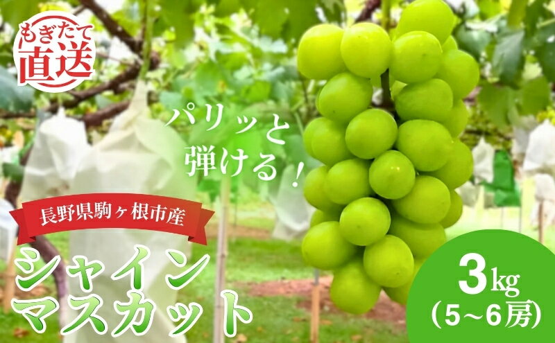 【ふるさと納税】シャインマスカット 3kg （5～6房） 長野 農家からもぎたて直送 ぶどう 種なし 皮ごと 産地直送 フルーツ 果物 デザート おやつ マスカット ブドウ 葡萄 秋 旬 駒ヶ根市産 信州 長野県 長野県産　お届け：2025年9月中旬～11月上旬頃 サムネイル2