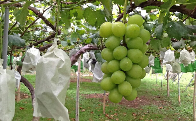 【ふるさと納税】シャインマスカット 4kg （6～8房） 長野 農家からもぎたて直送 ぶどう 種なし 皮ごと 産地直送 フルーツ 果物 デザート おやつ マスカット ブドウ 葡萄 秋 旬 駒ヶ根市産 信州 長野県 長野県産　お届け：2025年9月中旬～11月上旬頃 サムネイル2
