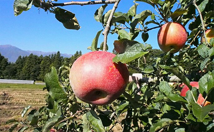 【ふるさと納税】りんご 長野 特選 贈答用 サンふじ 10kg （24～36玉） 産地直送 ギフト プレゼント 贈答 贈答品 贈り物 フルーツ 果物 デザート おやつ サンフジ 林檎 秋 旬 旬の果物 信州 長野県 長野県産　お届け：2025年11月20日～12月20日 サムネイル2