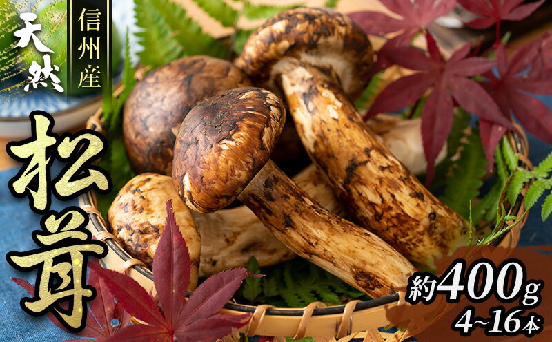 【ふるさと納税】信州産「天然松茸」（約400g/4〜16本） 野菜 きのこ まつたけ　お届け：2026年9月下旬より順次発送 - 画像2