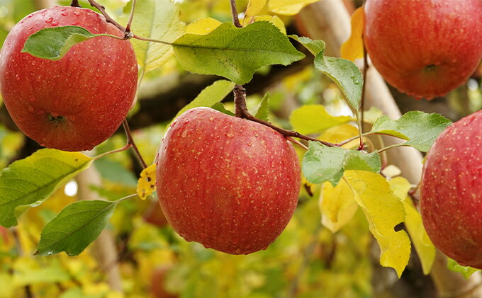 【ふるさと納税】【信州産りんご】辛口シードル「HALLE」（375ml×2本） お酒 林檎 サムネイル3