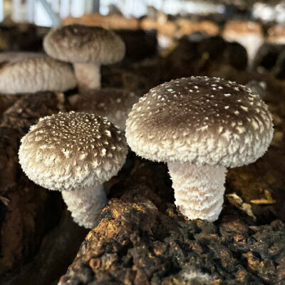 【ふるさと納税】キノコでカラダを整える!新鮮きのこ詰め合わせ 中(7種類以上/10パック以上)_ きのこ キノコ セット 詰合せ 食べ比べ 長野県産 国産 えのき しめじ エリンギ 舞茸 なめこ 椎茸 産地直送 まいたけ 【配送不可地域：離島】【1330947】 - 画像3