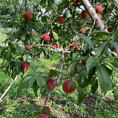 【ふるさと納税】【2026年発送】フルーツ王国　長野県信州直送　ワッサークイン　約1.5kg(4～7玉)　_ 桃 もも 果物 フルーツ くだもの ワッサークイン ネクタリン 硬い 贈答 ギフト プレゼント 信州 長野 送料無料 人気 産地直送 おすすめ 【配送不可地域：離島】【1530500】 サムネイル2