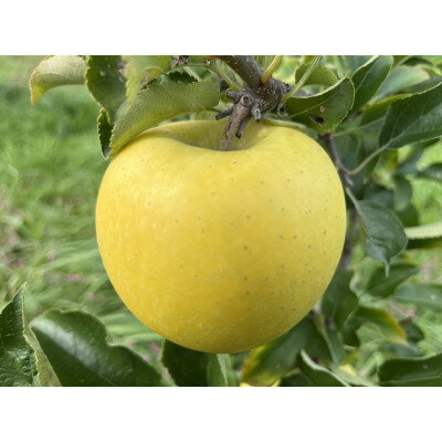 シャキシャキ!サクサク!シナノゴールド 約5kg【1539933】