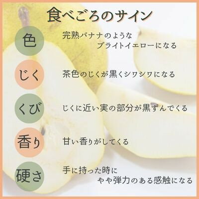 【ふるさと納税】西洋梨　ル・レクチェ　2kg【1540508】 サムネイル3