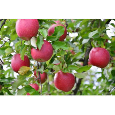 【ふるさと納税】【2026年発送】フルーツ王国　長野県産 りんご　紅玉(こうぎょく)　約10kg(20～30玉程度)【1541926】 サムネイル3