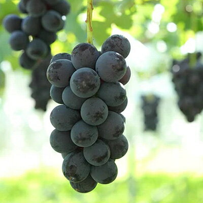 【ふるさと納税】【2026年先行予約】フルーツ王国信州産地直送　皮ごと食べられるナガノパープル　約1kg(1～3房)_ ナガノパープル ぶどう 葡萄 果物 フルーツ くだもの 贈答 ギフト プレゼント 信州 長野 送料無料 人気 産地直送 【配送不可地域：離島】【1541964】 サムネイル3