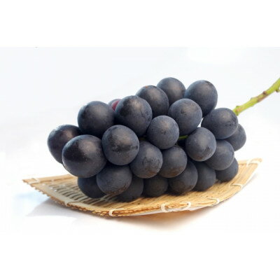 【2026年発送】信州産　産地直送　大粒ぶどうの代表品種　種なし巨峰　約2kg(2～5房)_ 巨峰 ぶどう 葡萄 果物 フルーツ くだもの 贈答 ギフト プレゼント 信州 長野 送料無料 人気 産地直送 おすすめ 【配送不可地域：離島】【1541978】