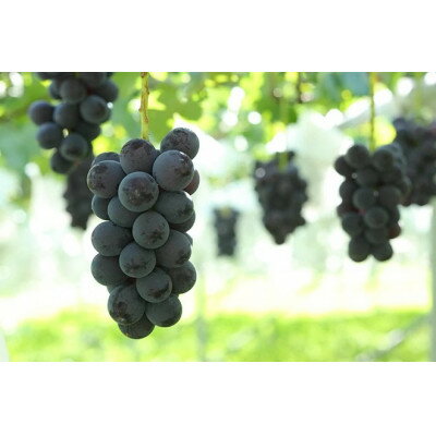 【ふるさと納税】【2026年発送】信州産　産地直送　大粒ぶどうの代表品種　種なし巨峰　約2kg(2～5房)_ 巨峰 ぶどう 葡萄 果物 フルーツ くだもの 贈答 ギフト プレゼント 信州 長野 送料無料 人気 産地直送 おすすめ 【配送不可地域：離島】【1541978】 サムネイル2