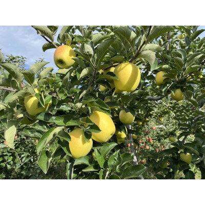 【ふるさと納税】シャキシャキ!サクサク!小玉 食べきりサイズ!シナノゴールド 約5kg【1550104】 サムネイル3