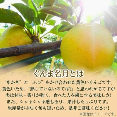 【ふるさと納税】ぐんま名月　3kg(8～12玉)【配送不可地域：離島】【1552041】 サムネイル2