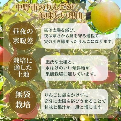 【ふるさと納税】ぐんま名月　3kg(8～12玉)【配送不可地域：離島】【1552041】 サムネイル3