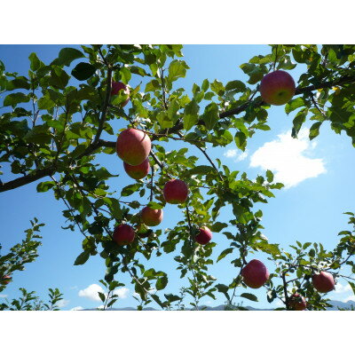 【ふるさと納税】シャキシャキッ!完熟サンふじ 贈答用 約3kg【1558027】 サムネイル3