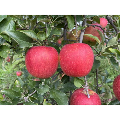 シャキシャキッ!サンふじ 家庭用 約10kg【1558490】