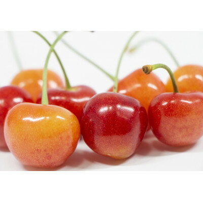 【2026年発送】フルーツ王国　信州中野産　さくらんぼ　高砂　約300g(約100g×3パック)【配送不可地域：離島】【1570400】