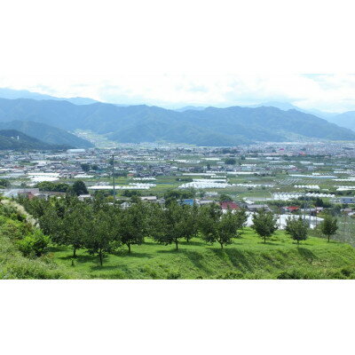 【ふるさと納税】【2025年先行予約】　フルーツ王国信州産地直送　シャインマスカット　約1kg(1～3房)【配送不可地域：離島】【1573055】 サムネイル3