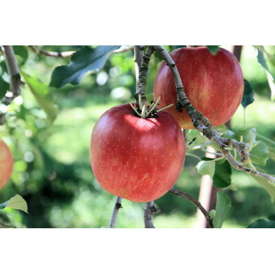 【ふるさと納税】【2025年発送】長野県　北信州のりんご　約2kg(4～8玉)おまかせ2品種　贈答におすすめ【1575325】 サムネイル3