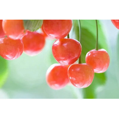 【ふるさと納税】【2026年発送】北信州のさくらんぼ 約1.4kg(約200g×7パック)品種おまかせ　贈答にも【配送不可地域：離島】【1575824】 サムネイル2