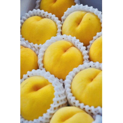 【ふるさと納税】【2026年発送】フルーツ王国　長野県信州直送　黄金桃　約3kg(8～12玉)【配送不可地域：離島】【1576211】 サムネイル3