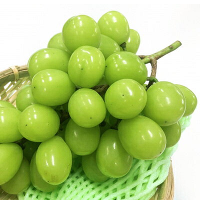 【ふるさと納税】家庭用【2025年先行予約】フルーツ王国信州産地直送　シャインマスカット　約2kg(2～5房)_ シャインマスカット ぶどう 葡萄 果物 くだもの フルーツ 人気 おすすめ 送料無料 産地直送 家庭用 長野 信州 【配送不可地域：離島】【1576728】 サムネイル2