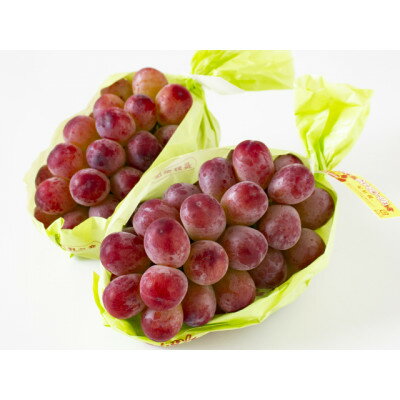 家庭用【2025年先行予約】長野限定　信州産クイーンルージュ(赤ぶどう)　約10kg(10～17房)_ ぶどう ブドウ 葡萄 長野県 種なし 赤ぶどう クイーンルージュ 果物 くだもの フルーツ 家庭用 自宅用 国産 産地直送 送料無料 【配送不可地域：離島】【1576742】