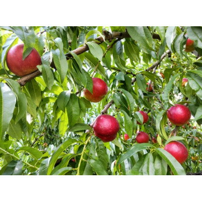 【ふるさと納税】【2026年発送】長野県信州直送　ネクタリン　約3kg(9～12玉)_ 桃 もも 果物 フルーツ くだもの 人気 おすすめ 送料無料 産地直送 長野 信州 ネクタリン 【配送不可地域：離島】【1576781】 サムネイル3