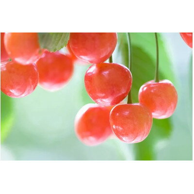 【ふるさと納税】【2026年発送】フルーツ王国　信州中野産　さくらんぼ　香夏錦　約1kg(約100g×10パック)【配送不可地域：離島】【1577319】 サムネイル2