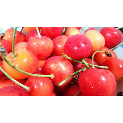 【2026年発送】北信州のさくらんぼ 約500g(約100g×5パック)品種おまかせ　贈答にも【配送不可地域：離島】【1577353】