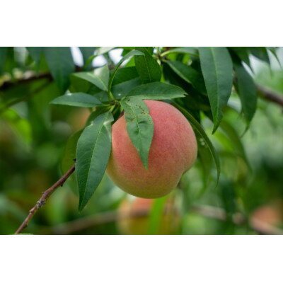 【ふるさと納税】【2026年発送】フルーツ王国　長野県信州直送　白桃　約2kg(3～8玉)【配送不可地域：離島】【1577368】 サムネイル2