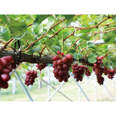 【ふるさと納税】2025年発送　長野限定　　産地直送　クイーンルージュ(赤ぶどう)1房(約400～800g)_ ぶどう ブドウ 葡萄 長野県 中野市 種なし 皮ごと 赤ぶどう クイーンルージュ 1房 甘い 果物 くだもの フルーツ 国産 産地直送 送料無料 【配送不可地域：離島】【1577387】 サムネイル2